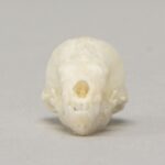 Real Seba’s Short-tailed Bat Skull