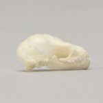 Real Seba’s Short-tailed Bat Skull