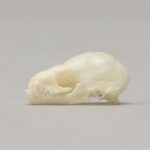 Real Seba’s Short-tailed Bat Skull