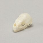 Real Seba’s Short-tailed Bat Skull
