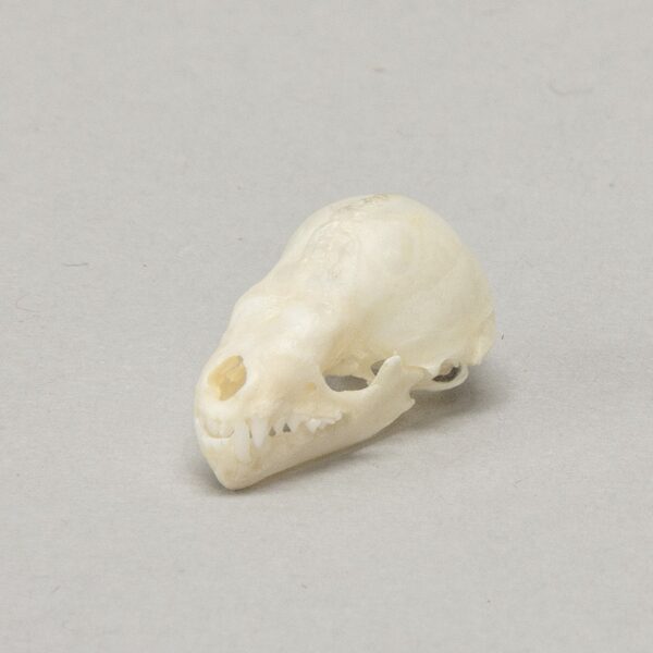 Real Seba’s Short-tailed Bat Skull
