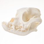 Replica Domestic Dog Skull – Boxer