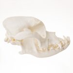 Replica Domestic Dog Skull – Boxer