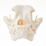 Replica Domestic Dog Skull – Boxer