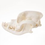 Replica Domestic Dog Skull – Boxer