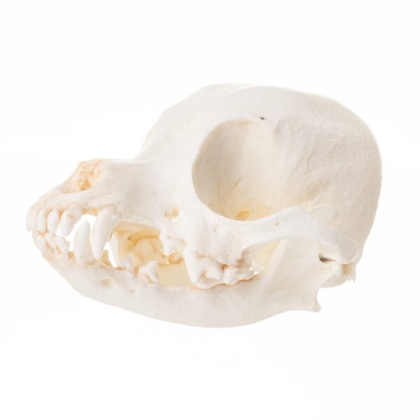 Replica Domestic Dog Skull – Chihuahua – 45.36 g