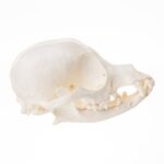 Replica Domestic Dog Skull – Chihuahua