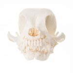 Replica Domestic Dog Skull – Chihuahua