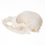 Replica Domestic Dog Skull – Chihuahua