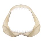 Replica Great White Shark Jaw