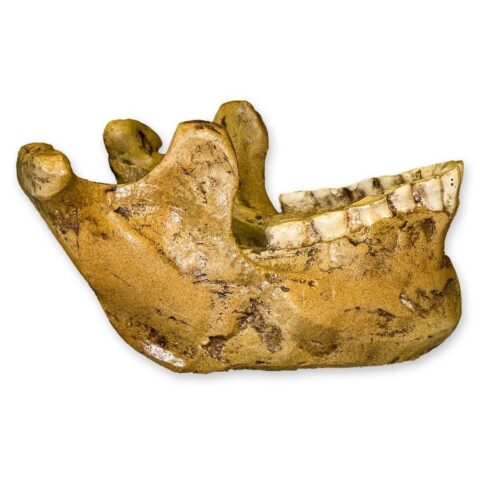 Replica Tabun 3 Jaw