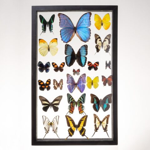 Real Taxidermy Butterflies in Black Frame - Set of 22