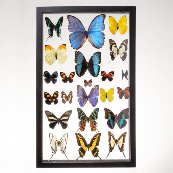 Real Taxidermy Butterflies in Black Frame – Set of 22