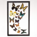 Real Taxidermy Butterflies in Black Frame – Set of 16 (Sweeping Arrangement)