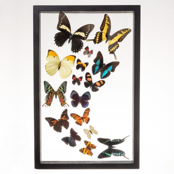Real Taxidermy Butterflies in Black Frame – Set of 16 (Sweeping Arrangement)
