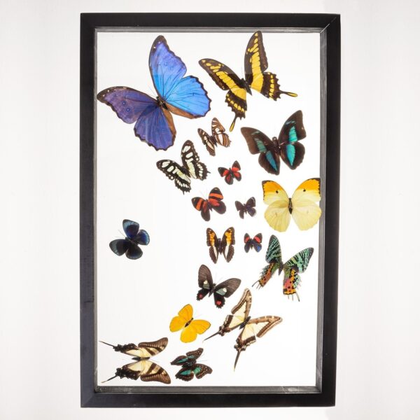 Real Taxidermy Butterflies in Black Frame – Set of 18