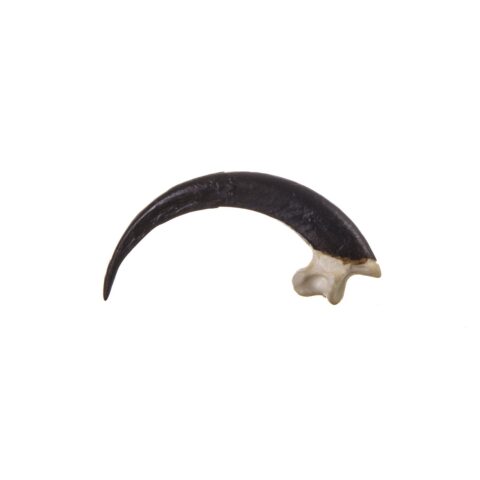 Replica Golden Eagle Talon