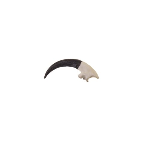Replica Great Horned Owl Talon