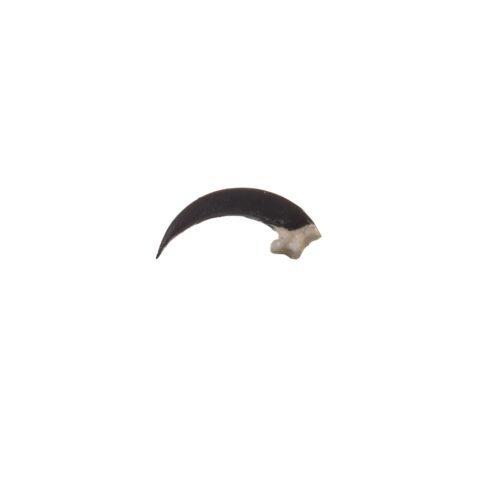 Replica Red-tailed Hawk Talon
