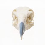 Replica Northern Crested Caracara Skull