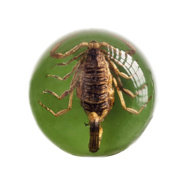 Real Golden Scorpion in Acrylic Wine Stopper