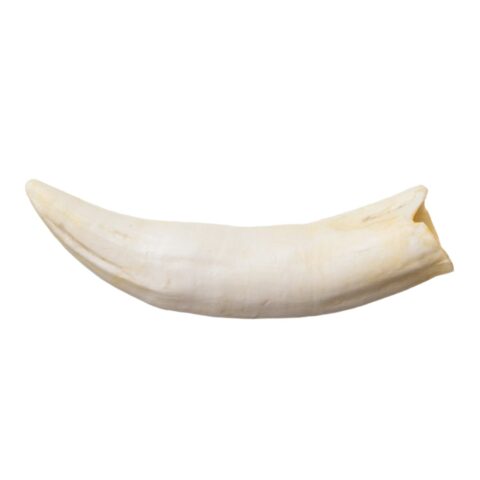 Replica Nile Crocodile Tooth