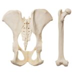 Replica Male Chimpanzee Pelvis and Femur
