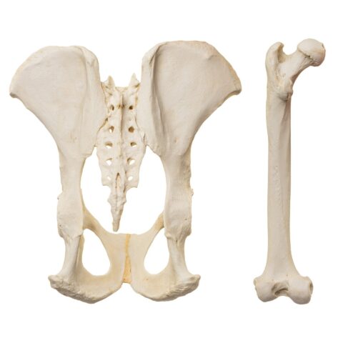Replica Male Chimpanzee Pelvis and Femur
