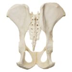 Replica Male Chimpanzee Pelvis – Articulated