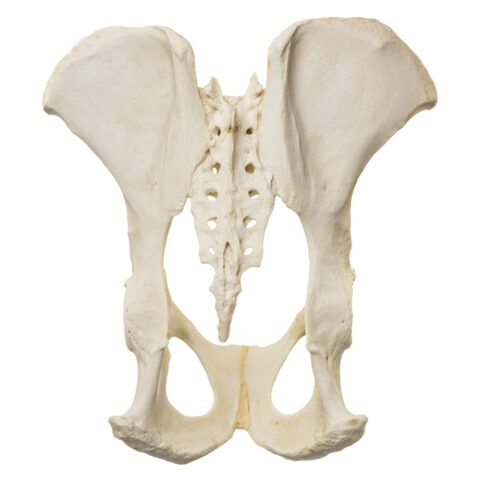 Replica Male Chimpanzee Pelvis - Articulated