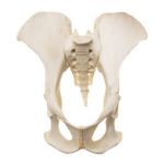Replica Male Chimpanzee Pelvis – Articulated