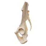 Replica Male Chimpanzee Pelvis – Articulated