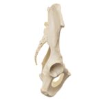 Replica Male Chimpanzee Pelvis – Articulated