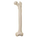 Replica Male Chimpanzee Pelvis and Femur