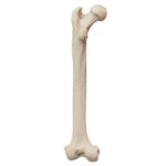 Replica Male Chimpanzee Pelvis and Femur