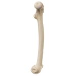 Replica Male Chimpanzee Pelvis and Femur
