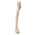 Replica Male Chimpanzee Pelvis and Femur