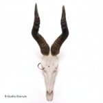 Real Hartebeest Skull