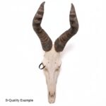 Real Hartebeest Skull