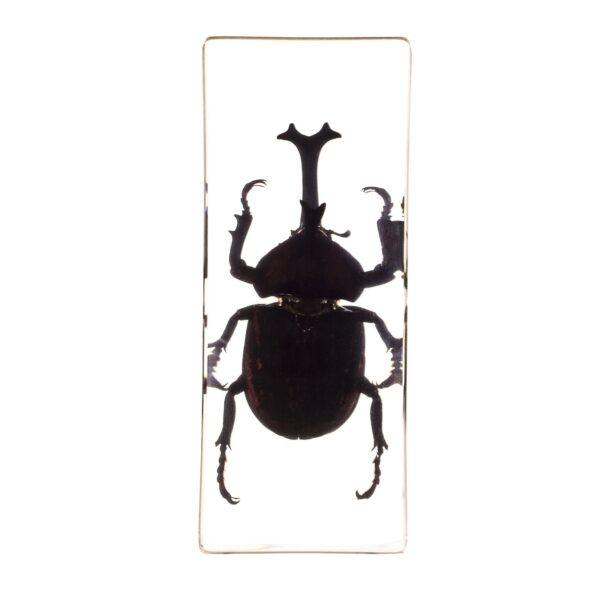 Real Acrylic Rhinoceros Beetle Paperweight – Large