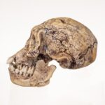 Replica Dmanisi Homo Erectus Skull