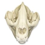 Replica Giant Panda Skull – Adolescent