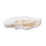 Replica Eastern Mole Skull
