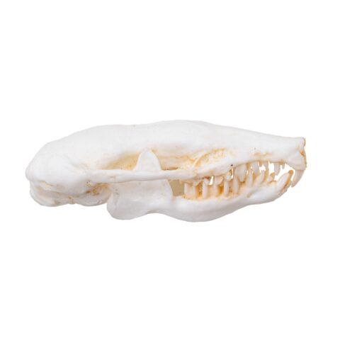 Replica Eastern Mole Skull