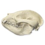 Replica Giant Panda Skull – Adolescent