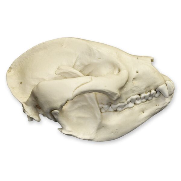 Replica Giant Panda Skull – Adolescent