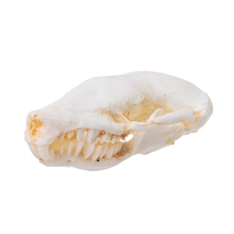 Replica Eastern Mole Skull