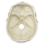 Replica Human Skull with Brain and Stand – Asian Male