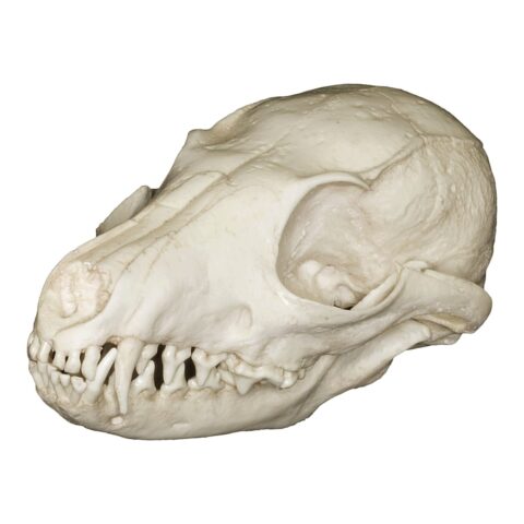 Replica Island Gray Fox Skull