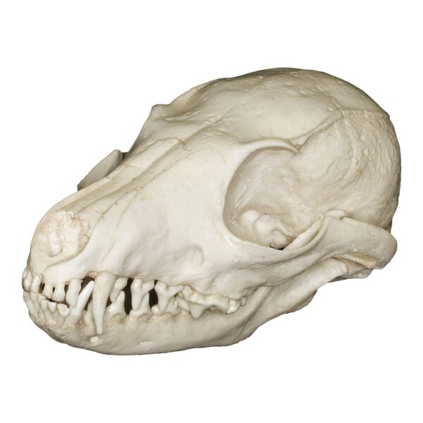 Replica Island Gray Fox Skull